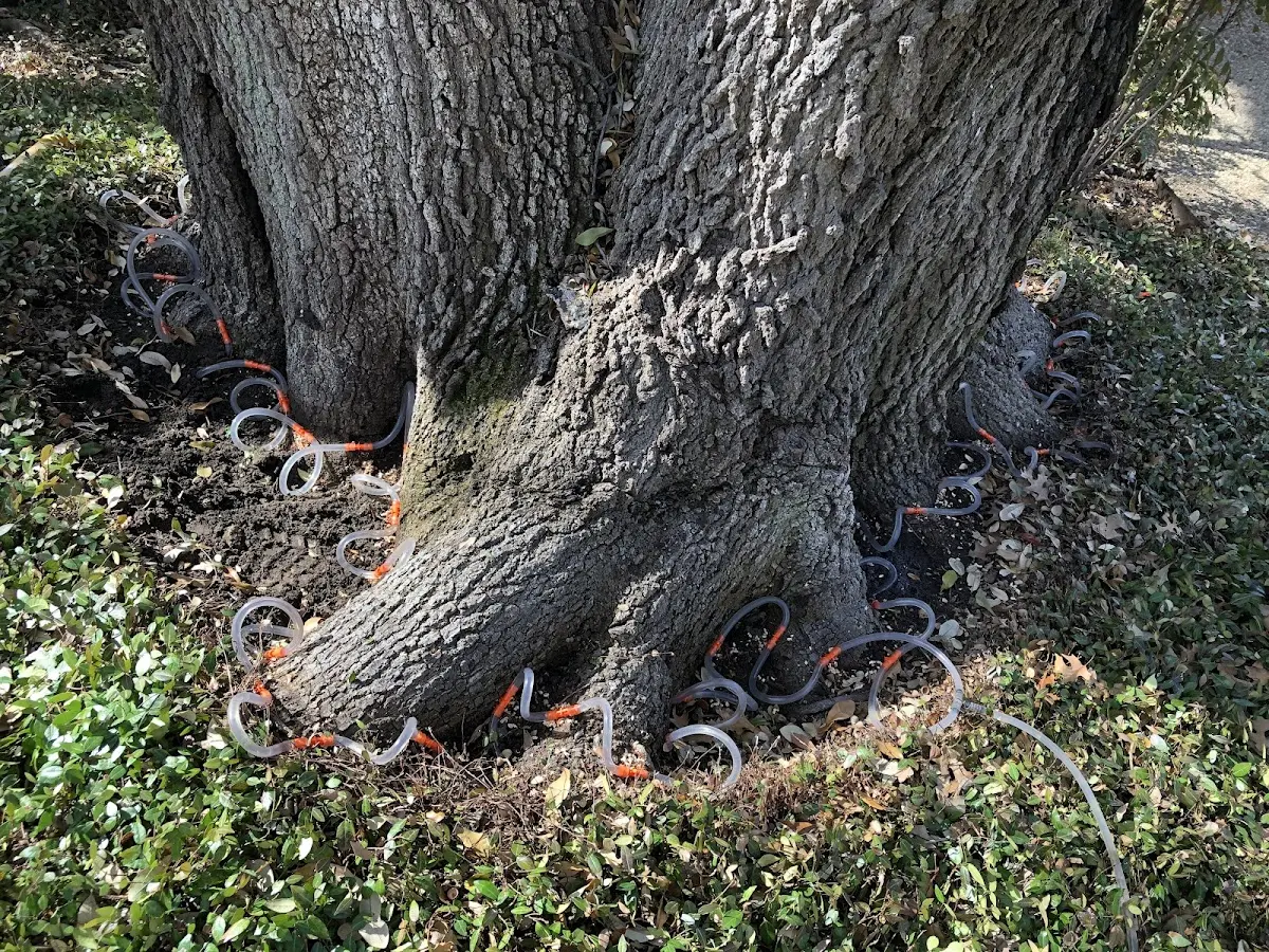 Detailed Tree Cabling and Bracing job site in Galesville