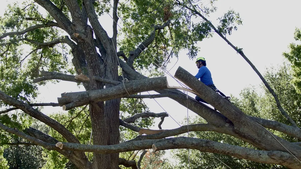 Professional Crown Thinning performed by certified arborists in Galesville