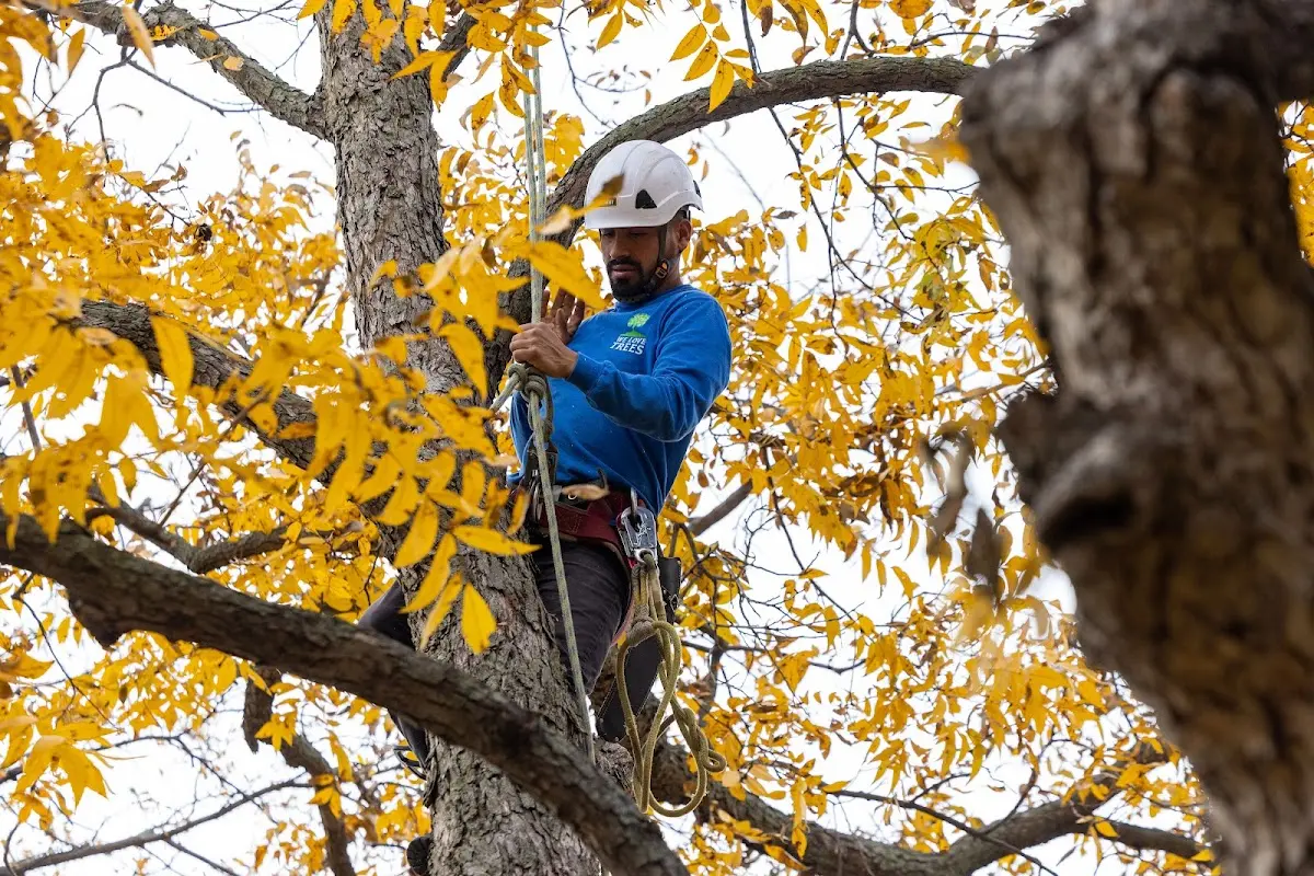 Skilled Storm Damage Cleanup crew working in Galesville